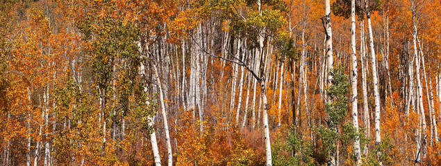 Panoramic view of colorful Aspen forest in Colorado