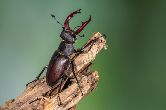 Hirschk&auml;fer (Lucanus cervus) M&auml;nnchen
