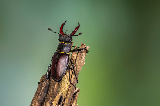 Hirschk&auml;fer (Lucanus cervus) M&auml;nnchen