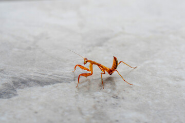 Small golden mantis crawling on the marble floor