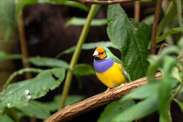 The Gouldian finch or Erythrura gouldiae small colirful bird sitting on a tree branch between green leaves