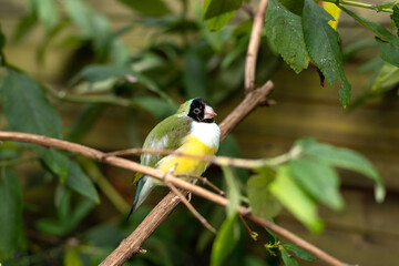 The Gouldian finch or Erythrura gouldiae small colirful bird sitting on a tree branch between green leaves