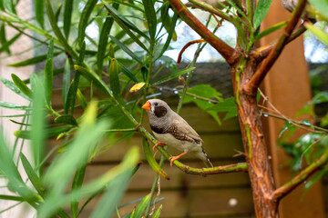 Zebra finch ot Taeniopygia guttata small bird sitting on a branch outdoors