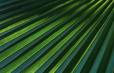 palm leaf texture natural tropical green leaf close up	
