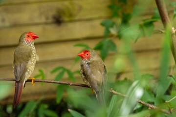 Two Star finch or Neochmia ruficauda small birds sitting on a tree branch between green leaves
