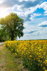 Rural landscape of Rapeseed field under cloudy blue sky sunny day somewhere in Ukraine