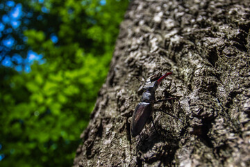 Hirschkäfer (Lucanus cervus) Männchen