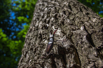 Hirschkäfer (Lucanus cervus) Männchen
