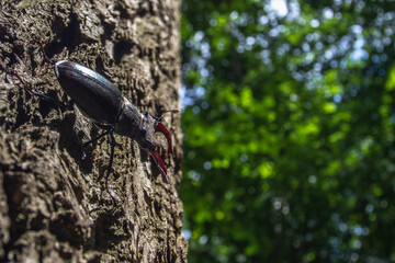 Hirschkäfer (Lucanus cervus) Männchen