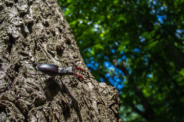 Hirschkäfer (Lucanus cervus) Männchen