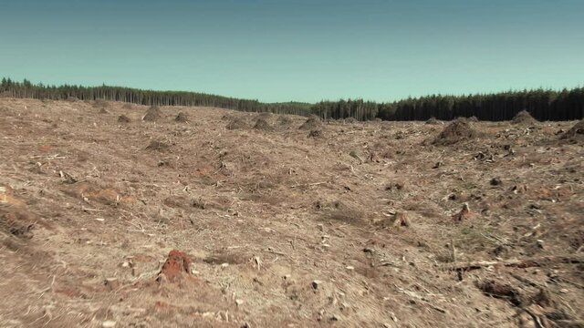Aerial: Deforestation Forest, Clear Cut of pine tree landscape, Washington, USA