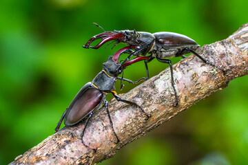 Hirschkäfer (Lucanus cervus) Männchen, Drohgebärden