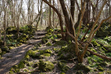 a lonely autumn forest with a path