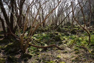 a dreary autumn forest with vines and bare trees