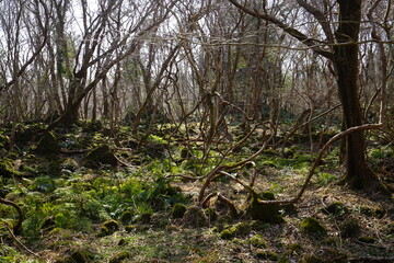 a dreary autumn forest with vines and bare trees