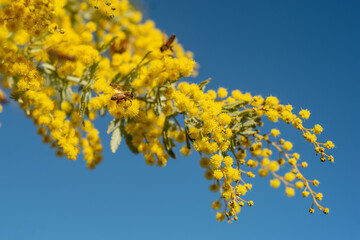 yellow flowers on sky background