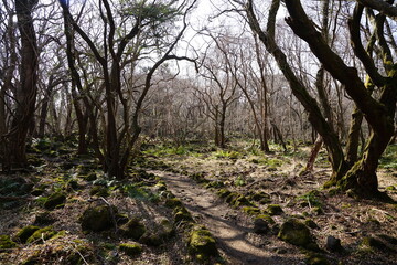 a lonely autumn forest with a path