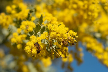 yellow flowers in spring