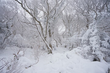 Fototapeta premium snowy winter forest