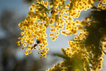 Bees in yellow flowers