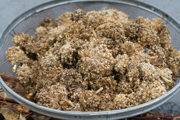 A lot of green onion seeds
