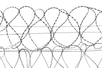Barbed wire isolate. Coils of steel barbed wire on white background