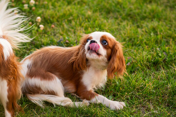 Cute cavalier king charles spaniel shows tongue while walking in park on lawn. Portrait summer outdoors