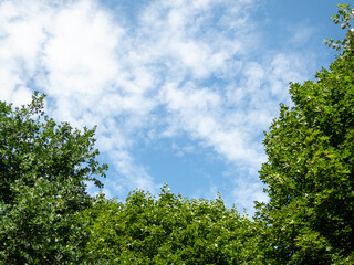 View to trees and blue sky in park