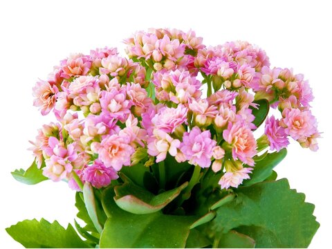 pink flowers of calanchoe potted plant
