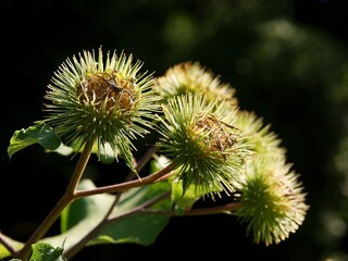 Arctium minus wild plant wwith buds before blooming