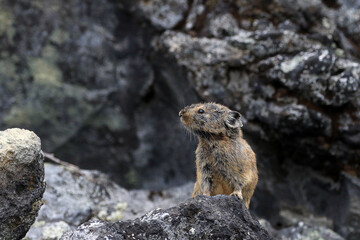 【北海道】エゾナキウサギ