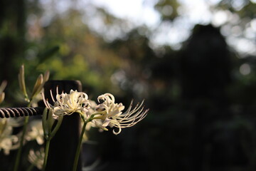 お寺に咲く彼岸花