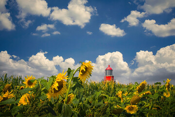 Sonnenblumenfeld an der Ostsee bei Kühlungsborn, deutschland, mecklenburg-vorpommern