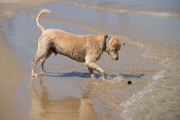 A Dog Playing on a Beach