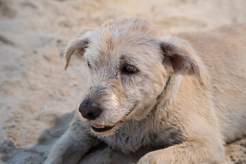 Fototapeta premium A Portrait of a Dog at the Beach