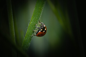 Ladybug runs up on a blade of green grass