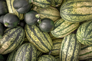Ripe green two types of squash. Growing Fresh squash vegetables in garden