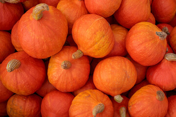 Background of orange pumpkins at the outdoor farmers market