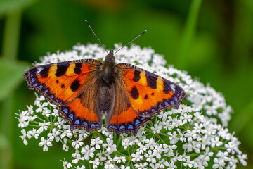 Kleiner Fuchs (Aglais urticae)