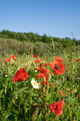 Flower field with poppies and daisies in summer 