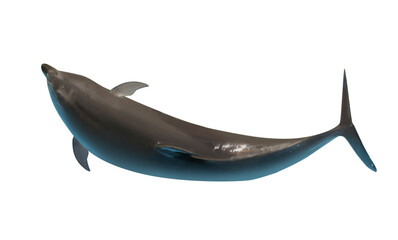 Beautiful grey bottlenose dolphin on white background