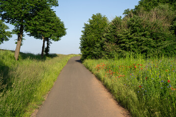 Fototapeta na wymiar Footpath between grass field and flower field with beautiful blue sky in summer 