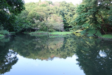 Fototapeta na wymiar 座間市谷戸山公園にある水鳥の池