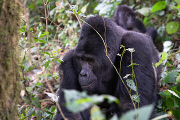 Gorilla, Bwindi National Park, Uganda