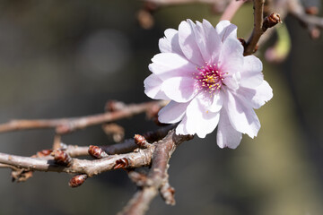Higan cherry, Prunus subhirtella