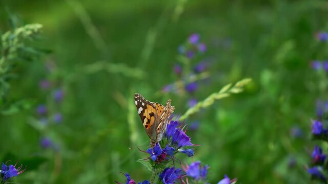 Butterfly on a flower in the summer