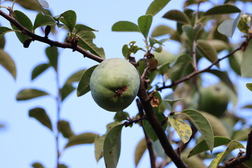 かりんの実が大きく実り出した