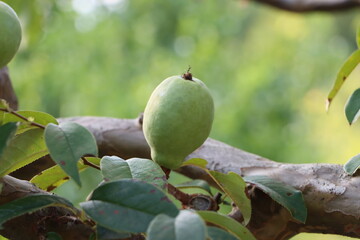 かりんの実が大きく実り出した