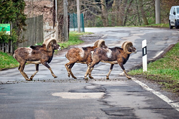 Europ&auml;ische Mufflons ( Ovis gmelini musimon ).