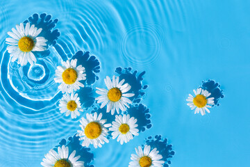 Chamomile flowers on a blue water background with concentric circles from a drop. Top view, flat lay